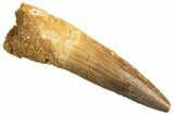 Fossil Spinosaurus Tooth - Real Dinosaur Tooth #344357-1